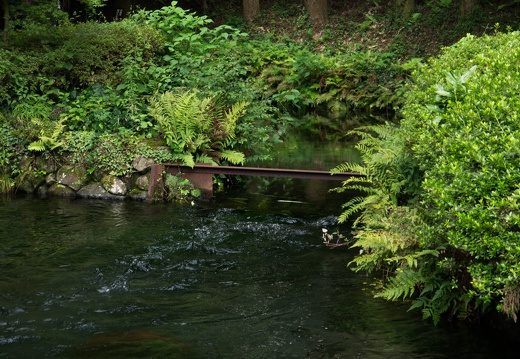 南阿蘇村・白川水源の澄んだ湧き水と緑